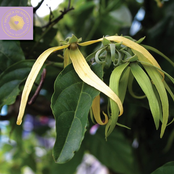 Rifiuto, abbandono, solitudine e Ylang Ylang